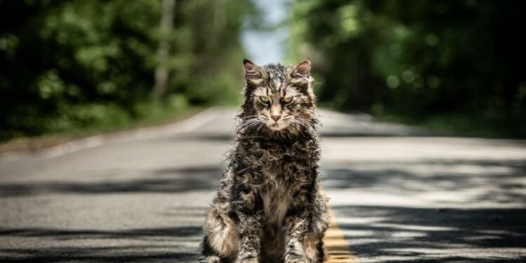 The New Pet Sematary Trailer Has One Really Angry Undead Kitty Cat