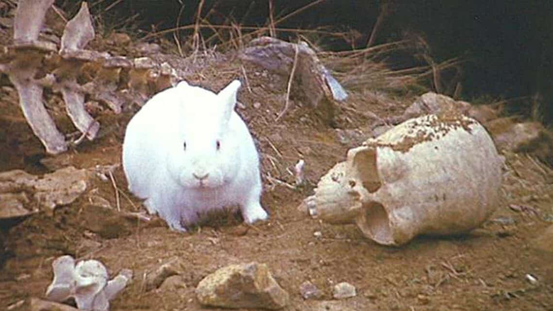 What Is The Scariest Bunny Rabbit Movie?