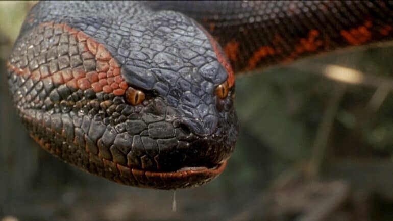Anaconda snake from the movie