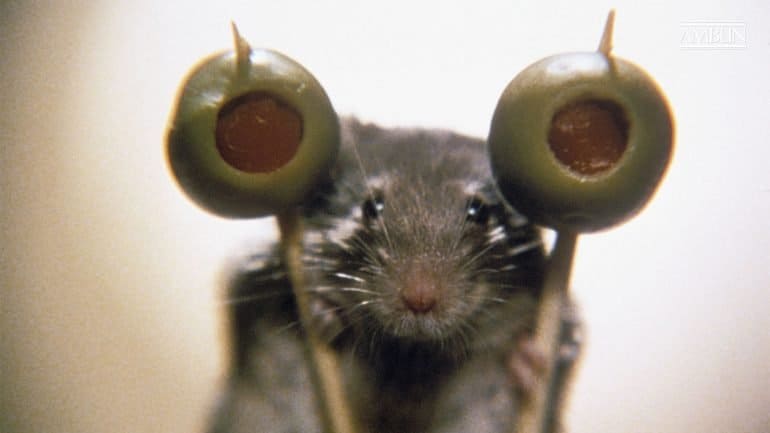 Mouse Hunt Movies You Forgot You Loved