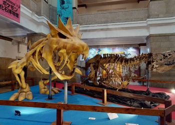 Pokémon-Fossil-Museum-virtual-tour