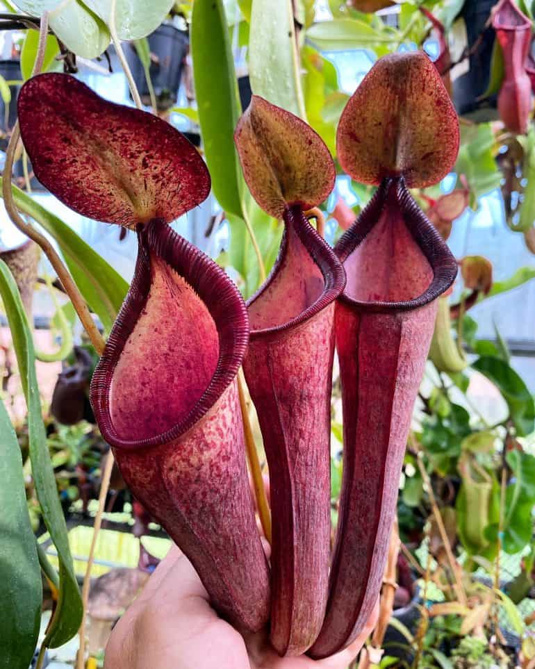 Nepenthes HR Giger