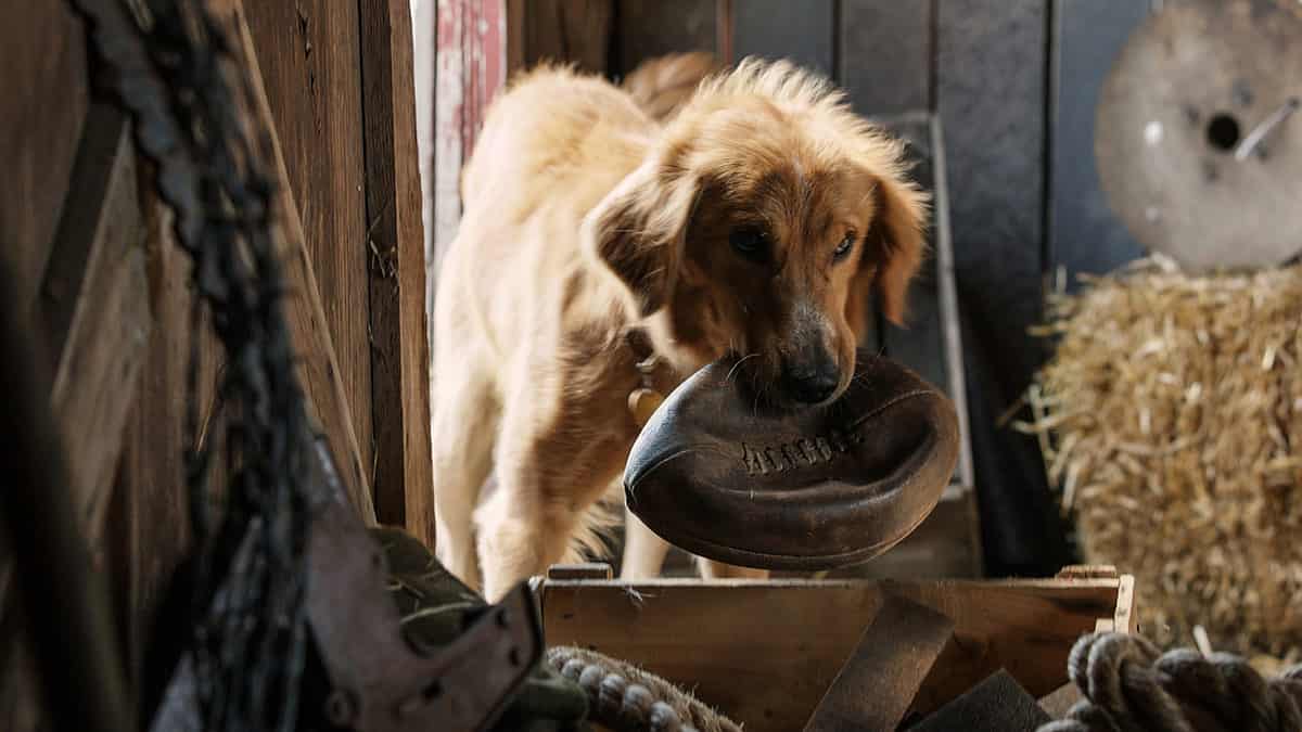 A Dog’s Purpose (2017)