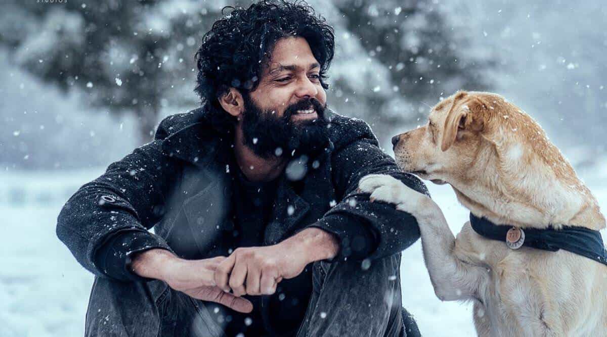 The 12 Best Dog Movies Everyone Should Watch