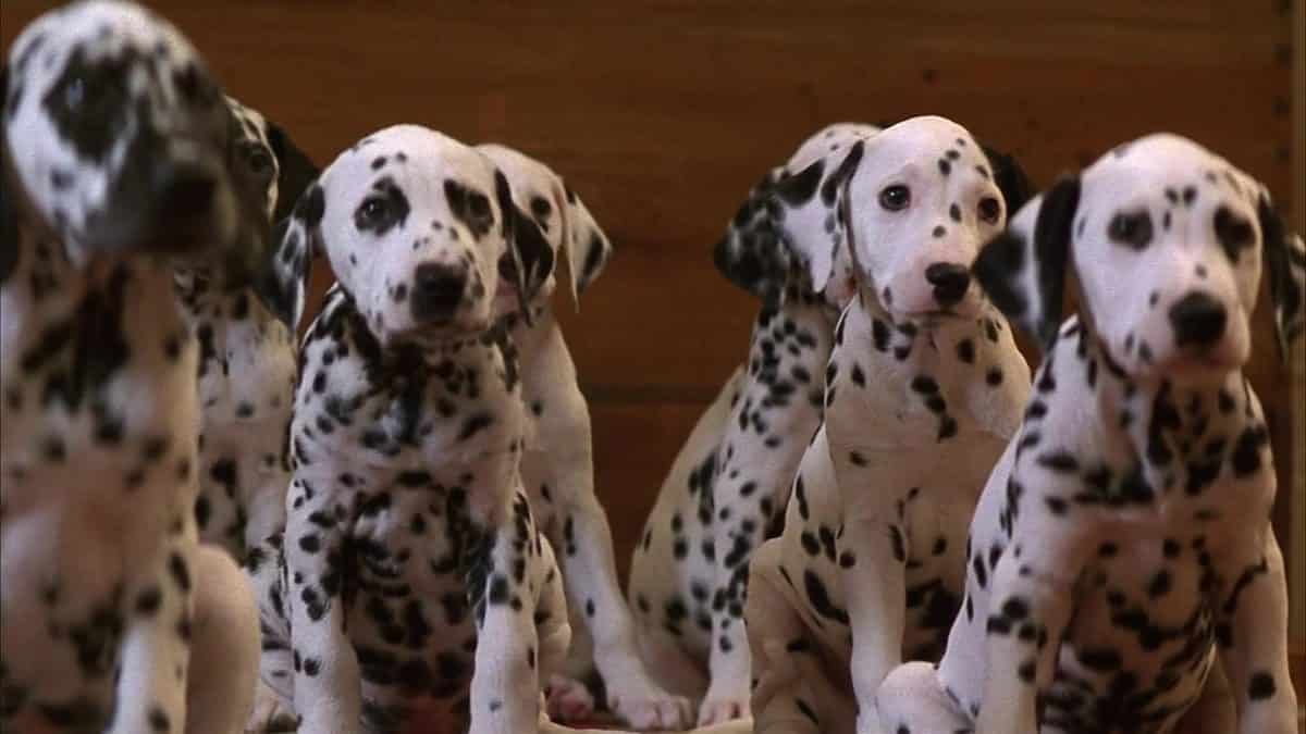 The 12 Best Dog Movies Everyone Should Watch