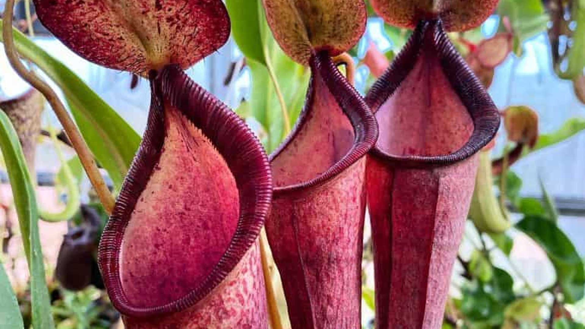 H. R. Giger Flesh-Eating Plant