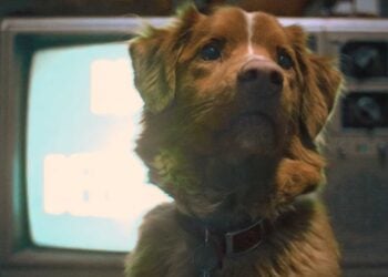 does-the-dog-die-in-good-boy-trends-on-google