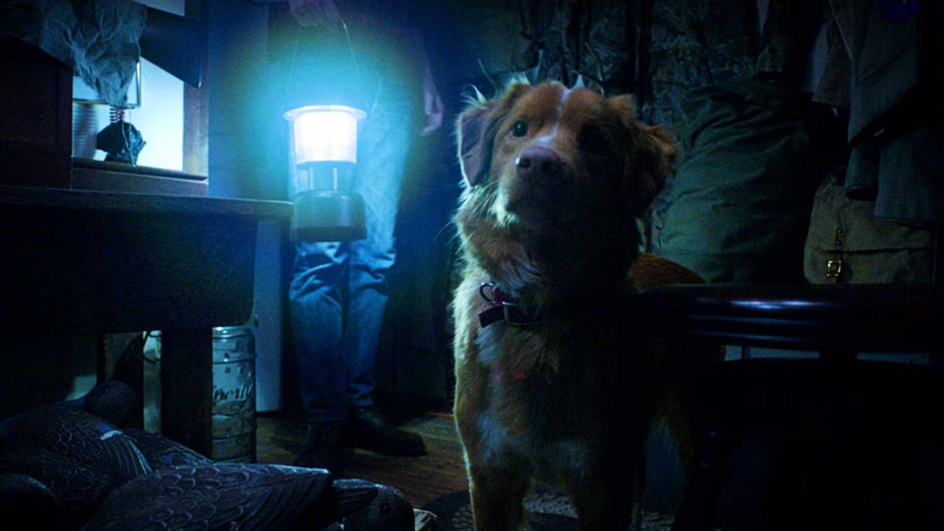 good boy dog horror movie