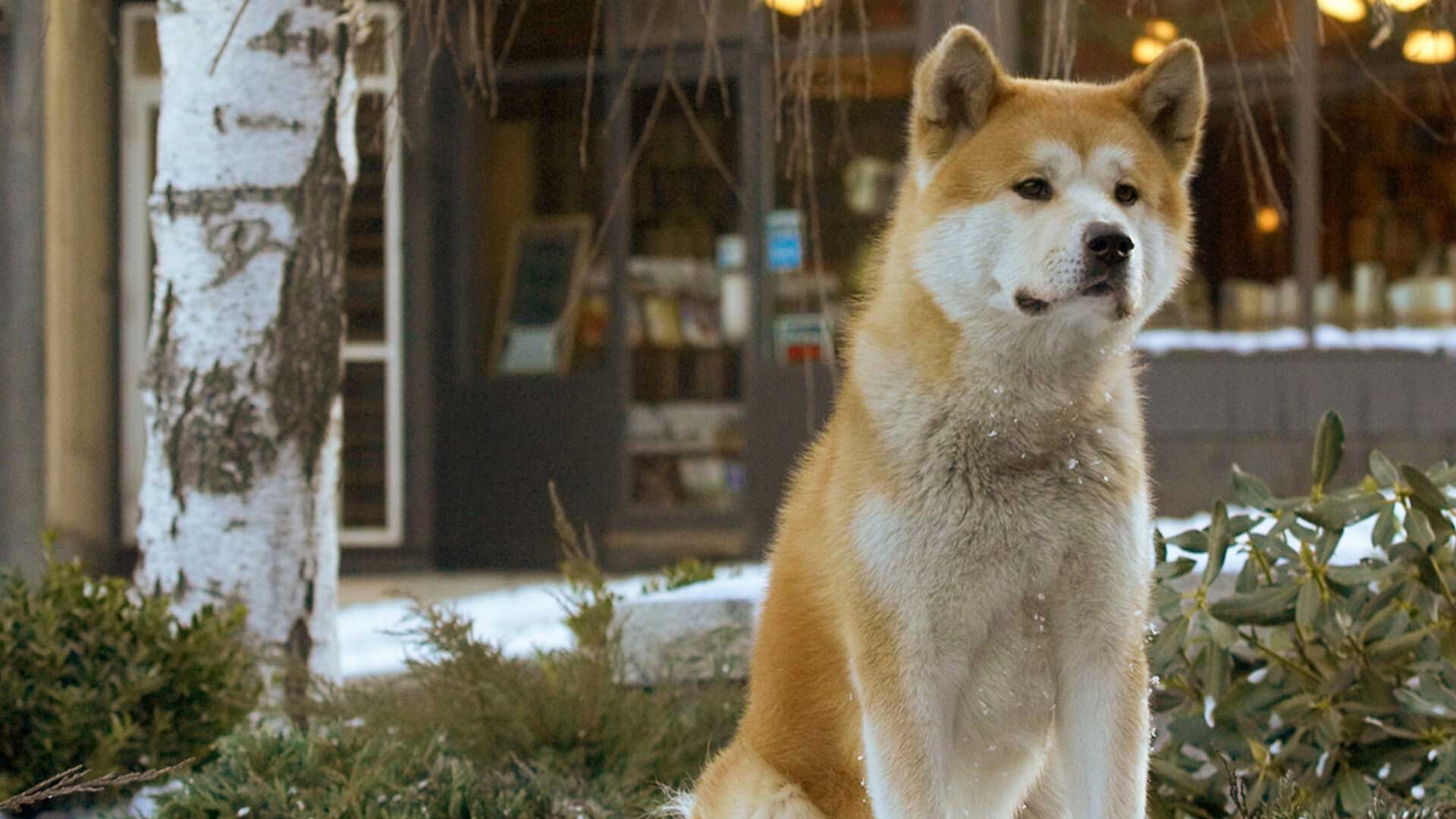 Hachi A Dog’s Tale