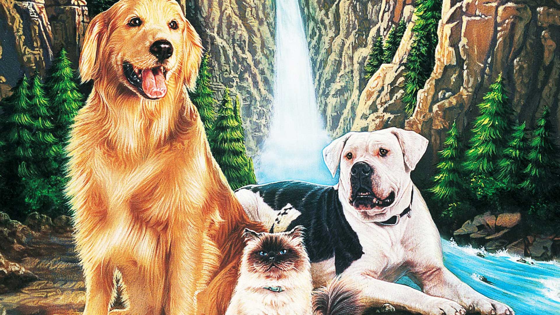 Homeward Bound The Incredible Journey 1993
