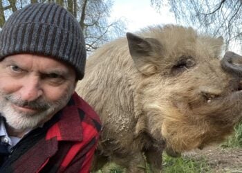 Sam Neill Two Paddocks A Man and his Pig